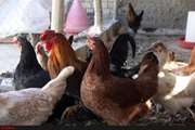 با عرضه ‌کنندگان طیور بومی در معابر عمومی برخورد می‌شود 